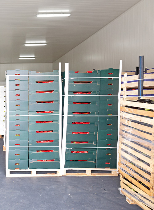 Fresh apples stored in a cold storage facility insulated with spray foam to maintain optimal freshness and temperature.